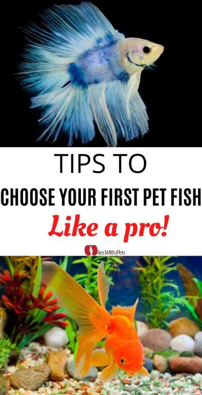 choose your fish pet like a pro
