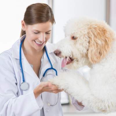 doctor holding dogs paw