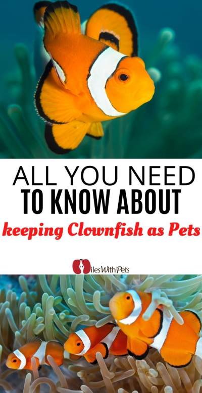 keeping Clown Fish as pets COLLAGE IMAGE
