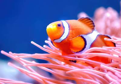 Clown fish in a fish tank