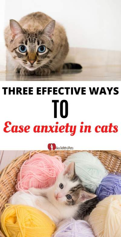 Anxiety in cats
