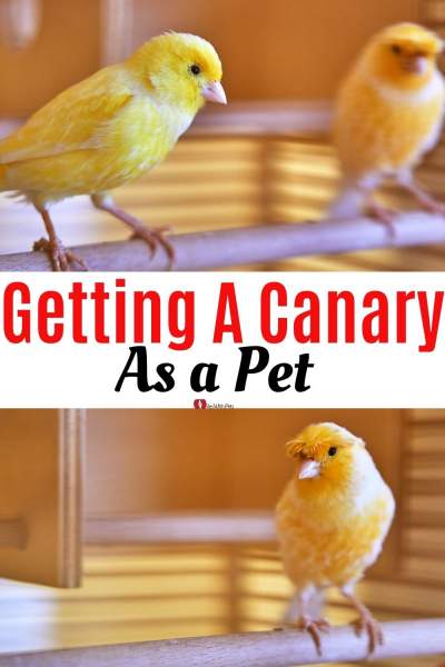 getting a Canary as a Pet