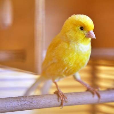 getting a Canary as a Pet