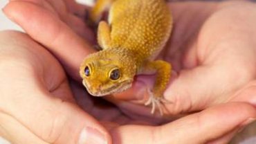 Yellow gecko sitting in a palm