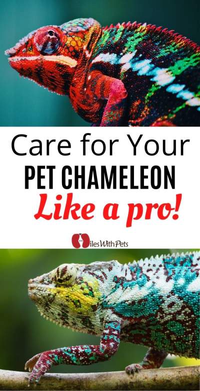 Care for your pet Chameleon like a pro - Miles with Pets