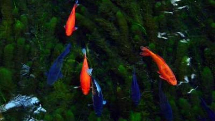 Freshwater Fish Care Made Easy