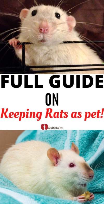 rat as pet