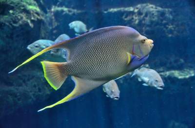 tropical pet fish
