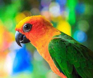 Caring for pet Conures made easy