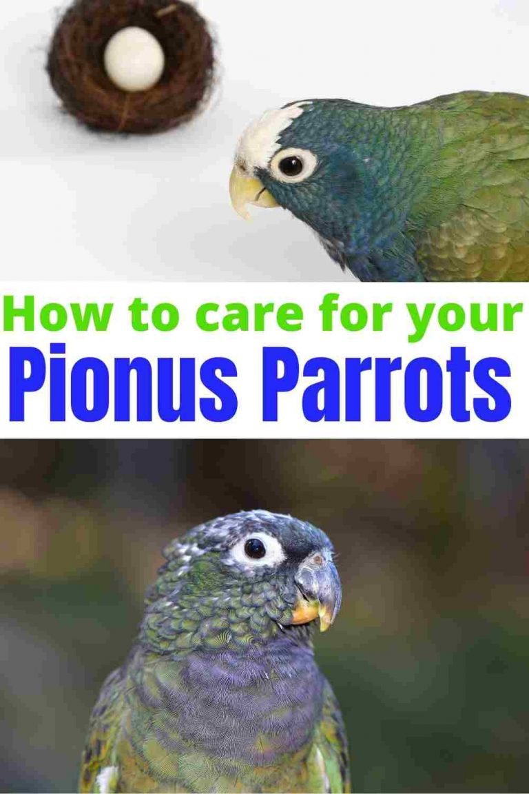 A guide on How to care for your Pionus Parrots Miles with Pets