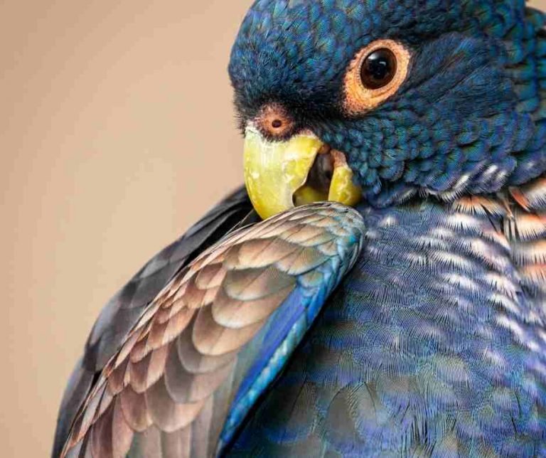 A guide on How to care for your Pionus Parrots Miles with Pets