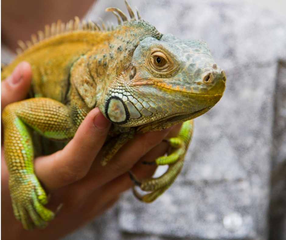 Man holding Green Iguana in his hand