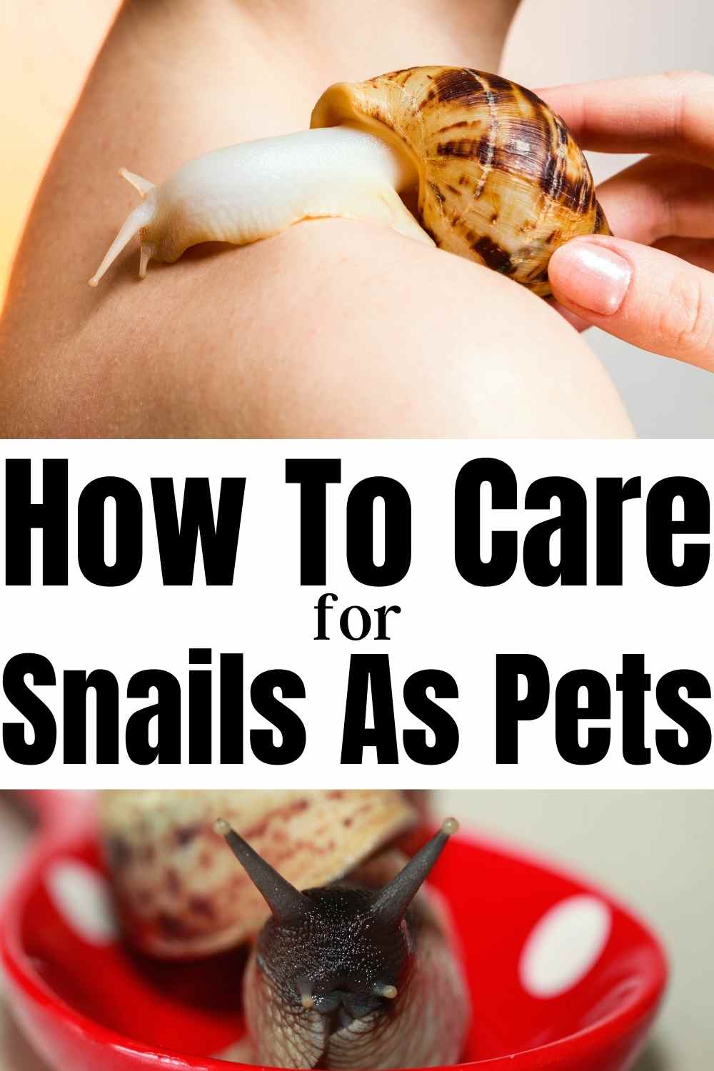 caring for snails as pets collage image