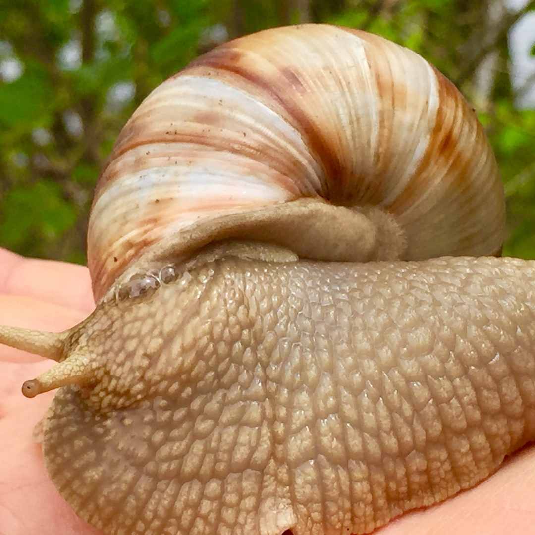 snail in one hand