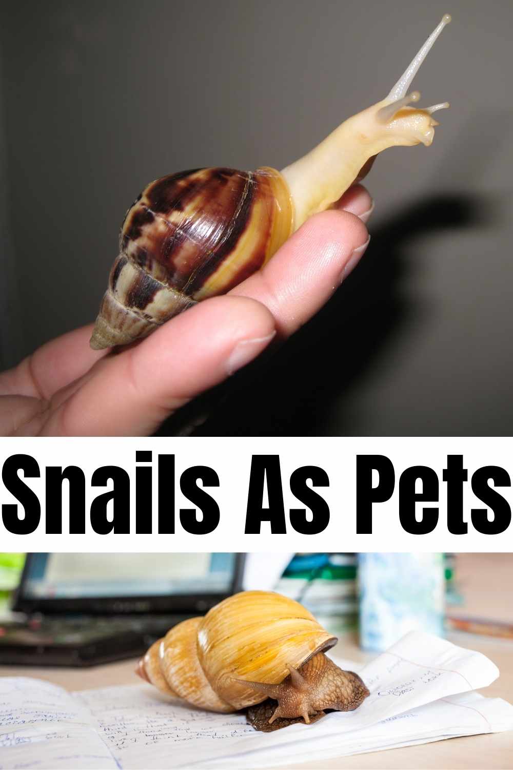 snails as pets collage