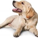 30 Facts you didn't know about Labradors