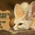 fennec fox with text beside it