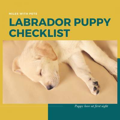 Things to include in your new Labrador puppy checklist