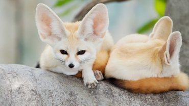 pet fennec fox