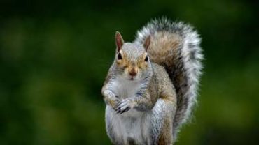 Easy ways to care for your pet Squirrel