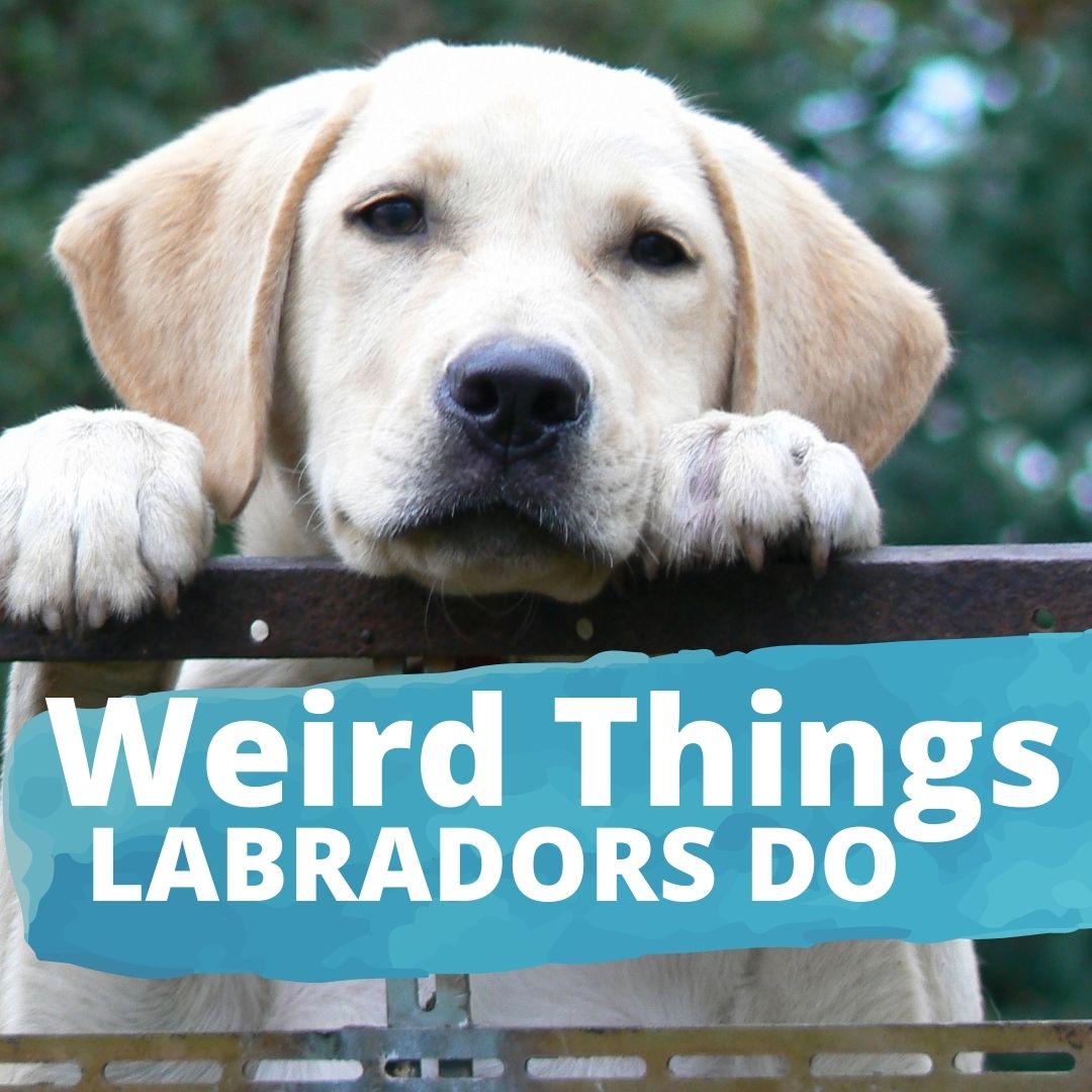 12 Weird Things Labradors do only an owner will understand