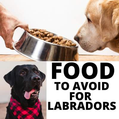 food items you should avoid for Labradors