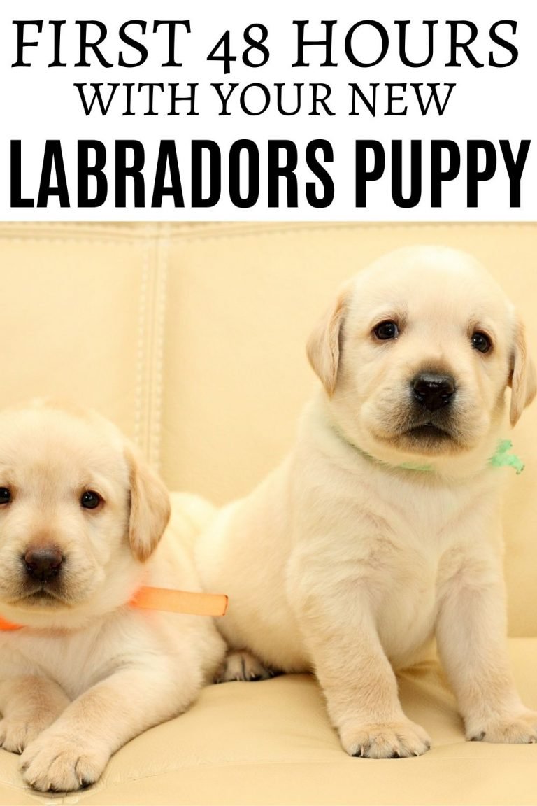 The First 48 hours with a New Labrador Puppy