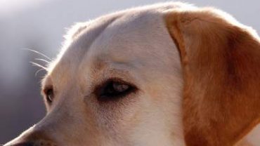 Things you should know about the Labrador breed