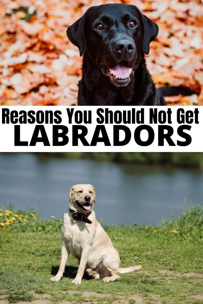 12 Reasons you should not get a Labrador