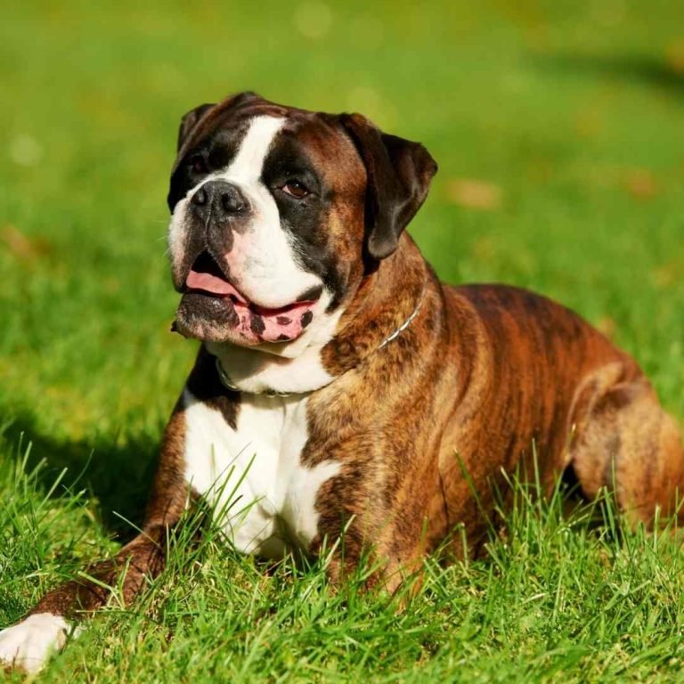 5 Best Guard Dogs to have as pets