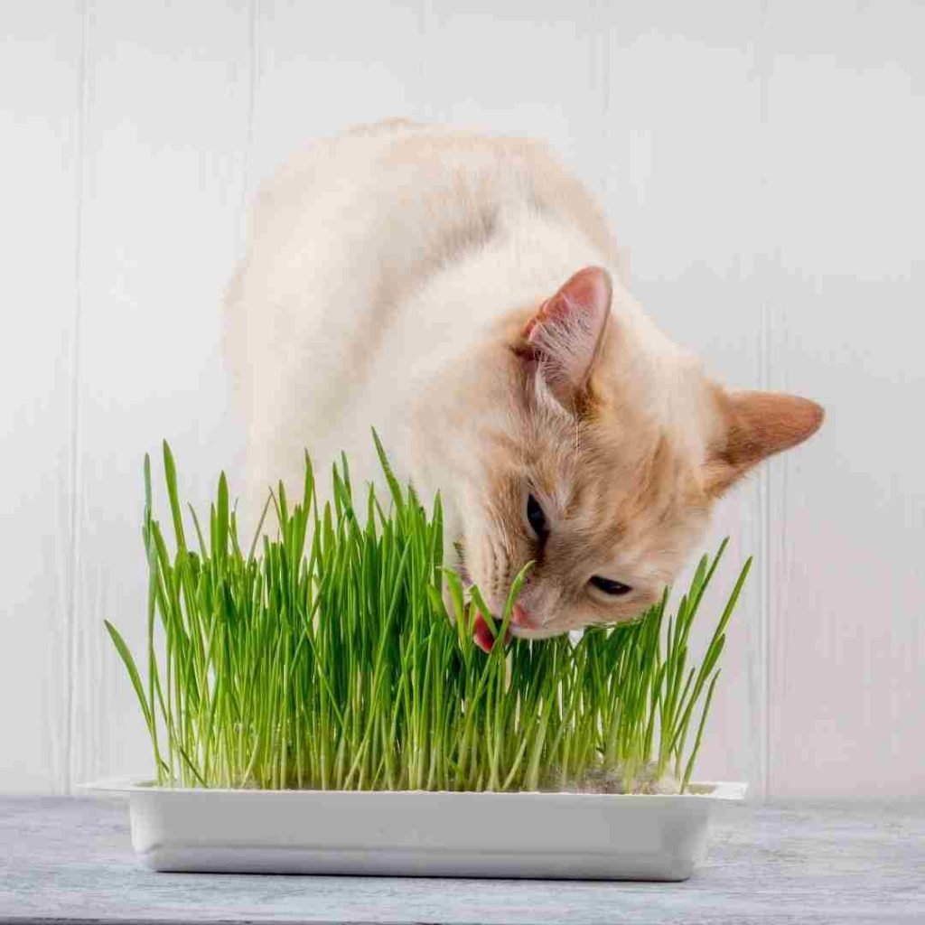 8-homemade-cat-treats-that-your-pet-will-love