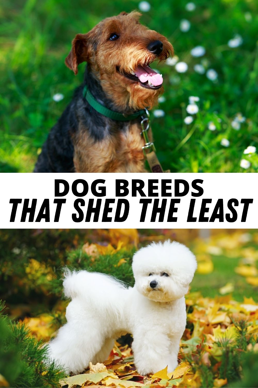 Dog Breeds that Shed the Least 