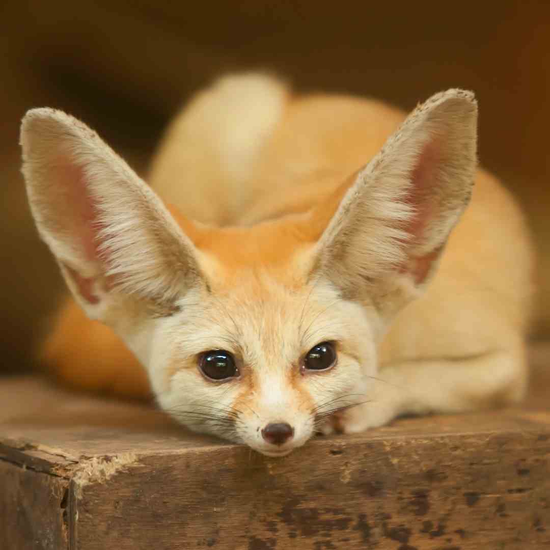 fennec fox Exotic Pets and where they are legal to own