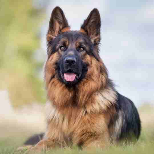 german shepherd Loyal Dog Breeds In The World