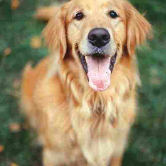 Golden Retriever Loyal Dog Breeds In The World 