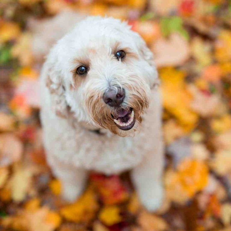 7 popular crossbreed dogs of 2021