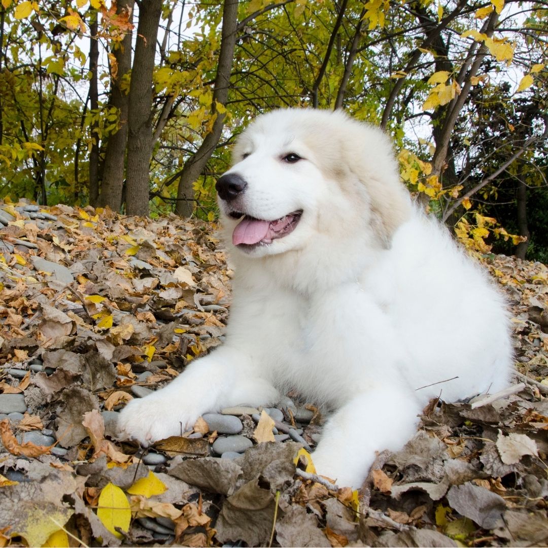 great pyrenees Loyal Dog Breeds In The World