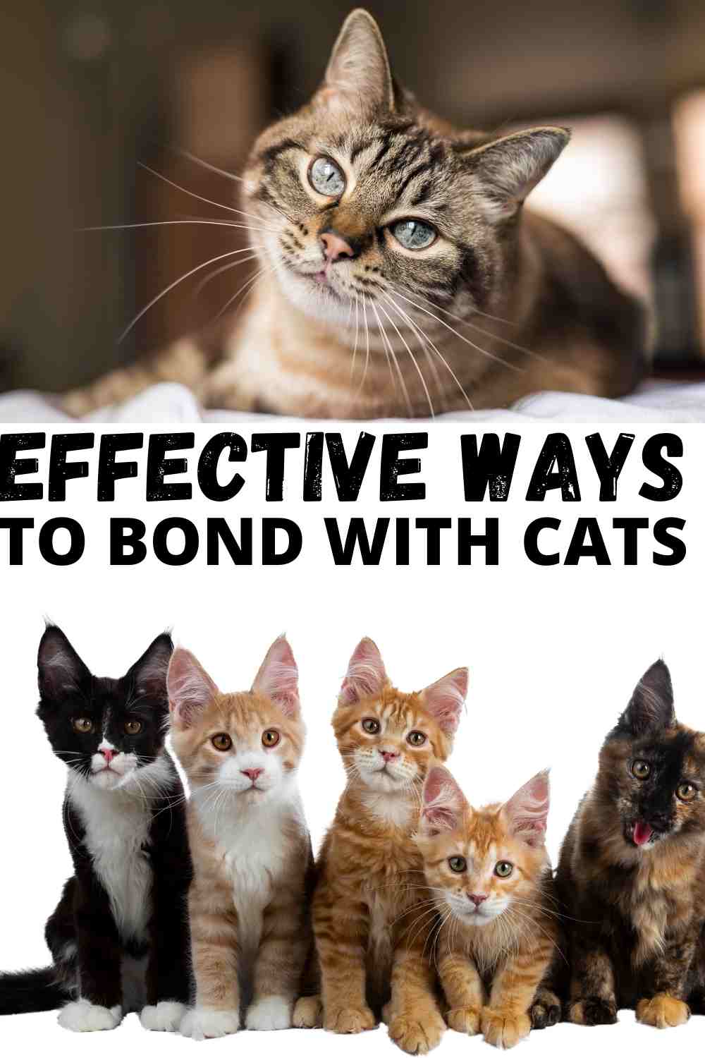 Effective ways to bond with your Cat