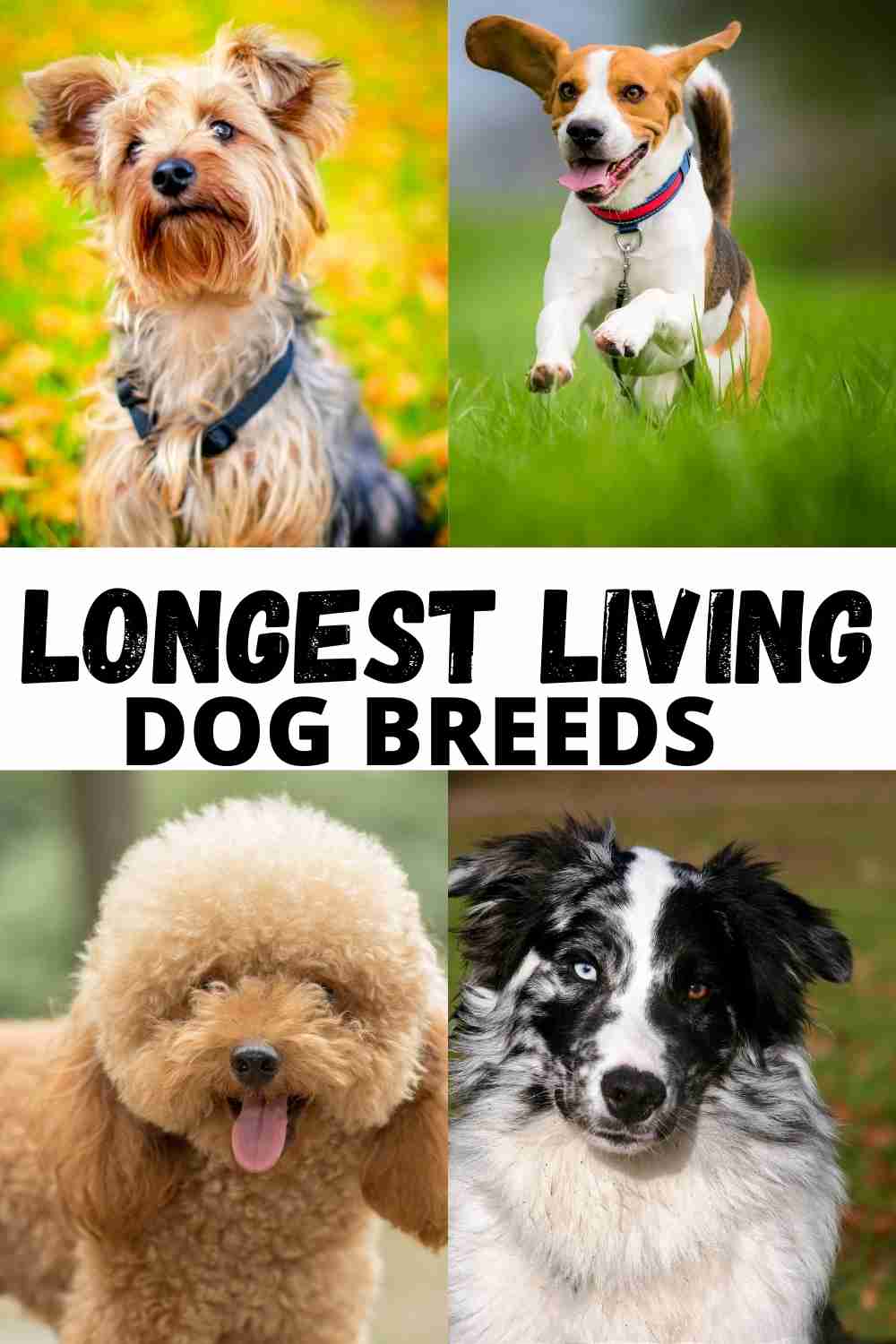 longest living dog breeds to own - Miles with Pets