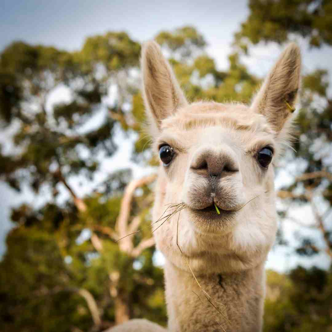 Llamas Exotic Pets and where they are legal to own 