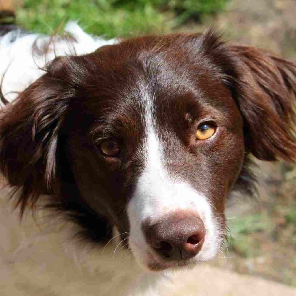 7 popular crossbreed dogs of 2021