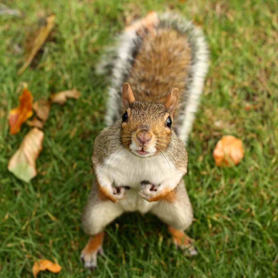Squirrels - Exotic Pets and where they are legal to own