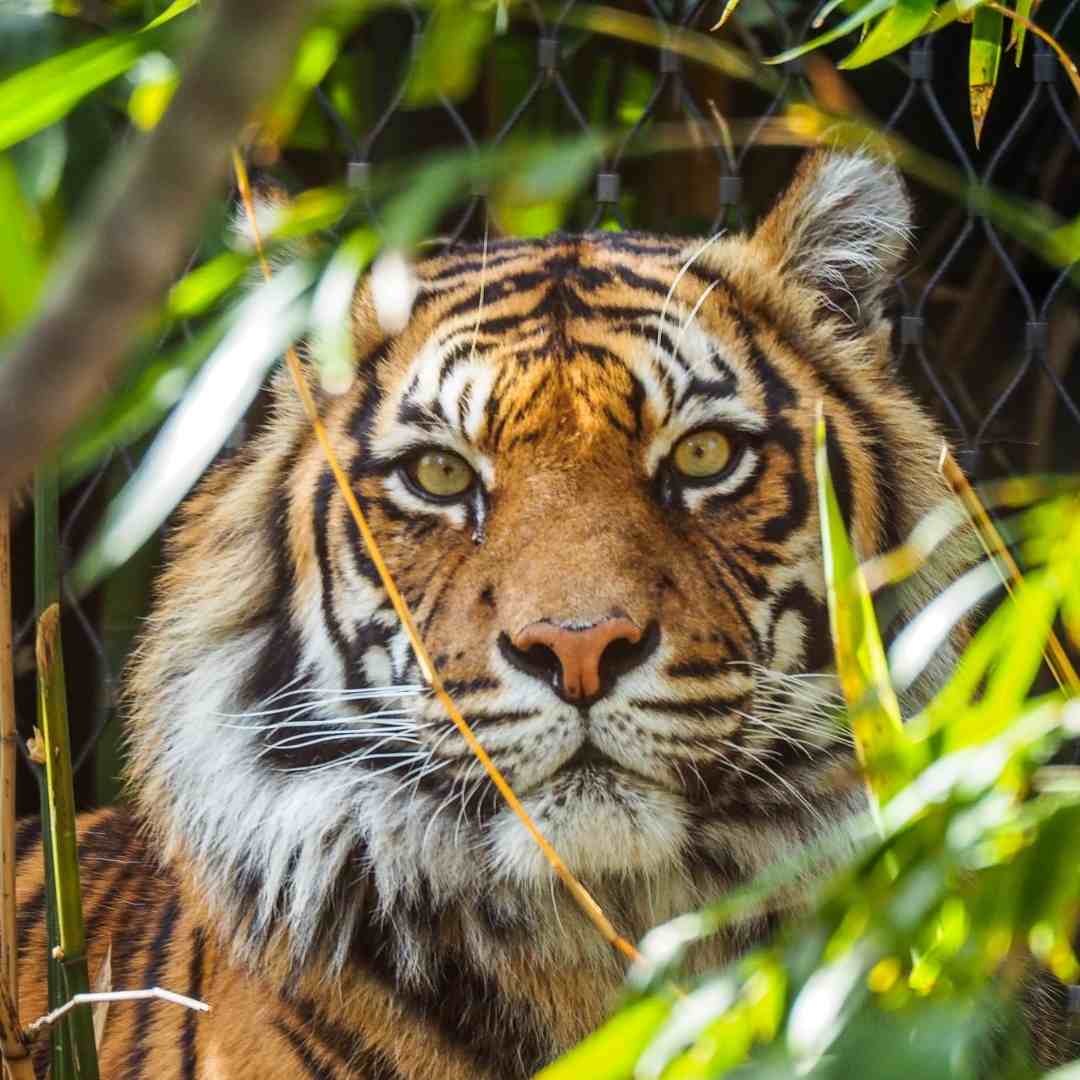 Tigers - Exotic Pets 