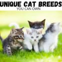 8 unique cat breeds to have as pets - Miles with Pets