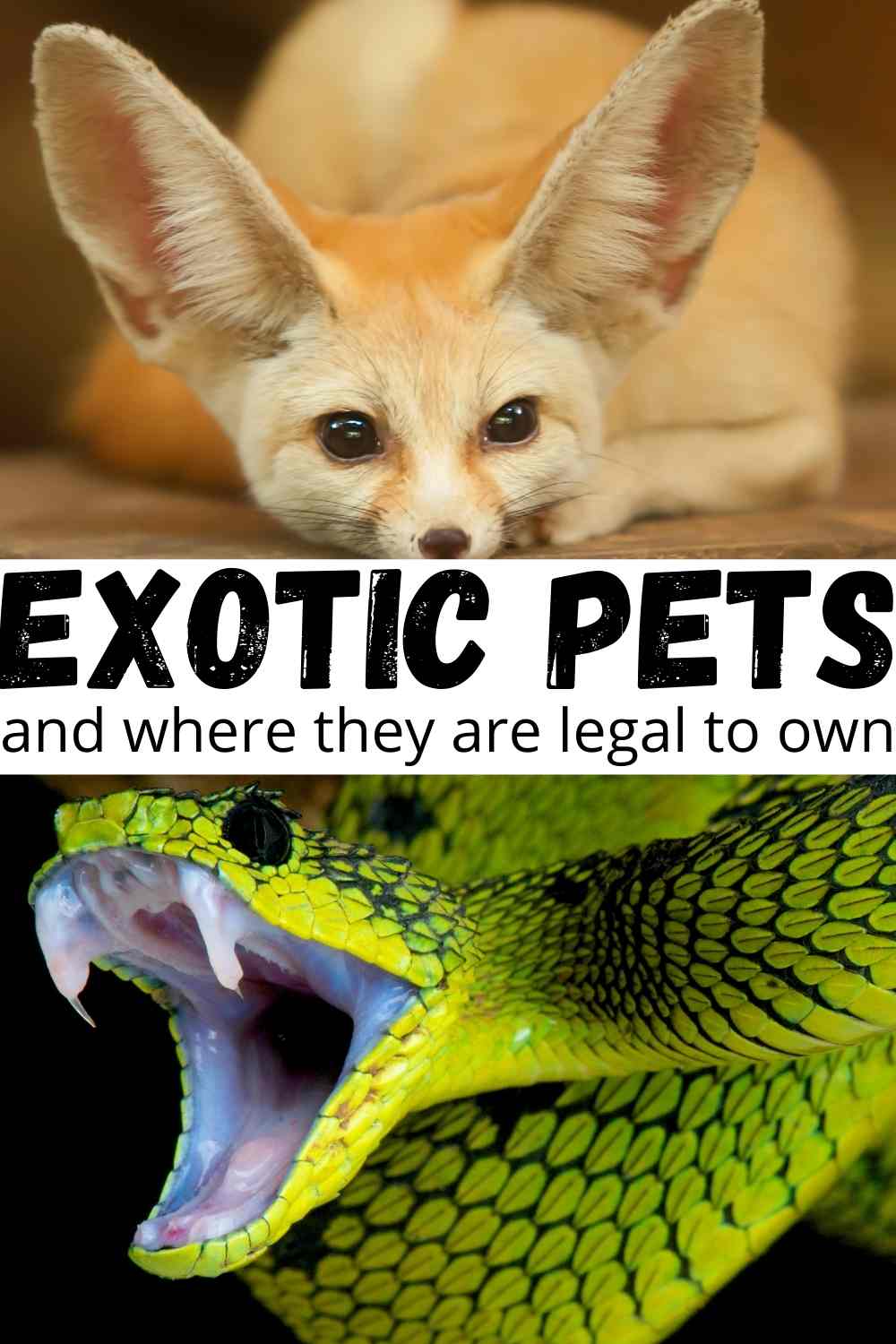 Exotic Pets and where they are legal to own