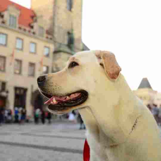 Labrador Loyal Dog Breeds In The World