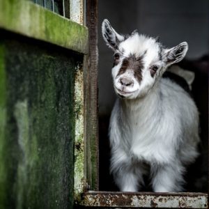 Pygmy Goats As Pets