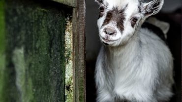 Pygmy Goats As Pets