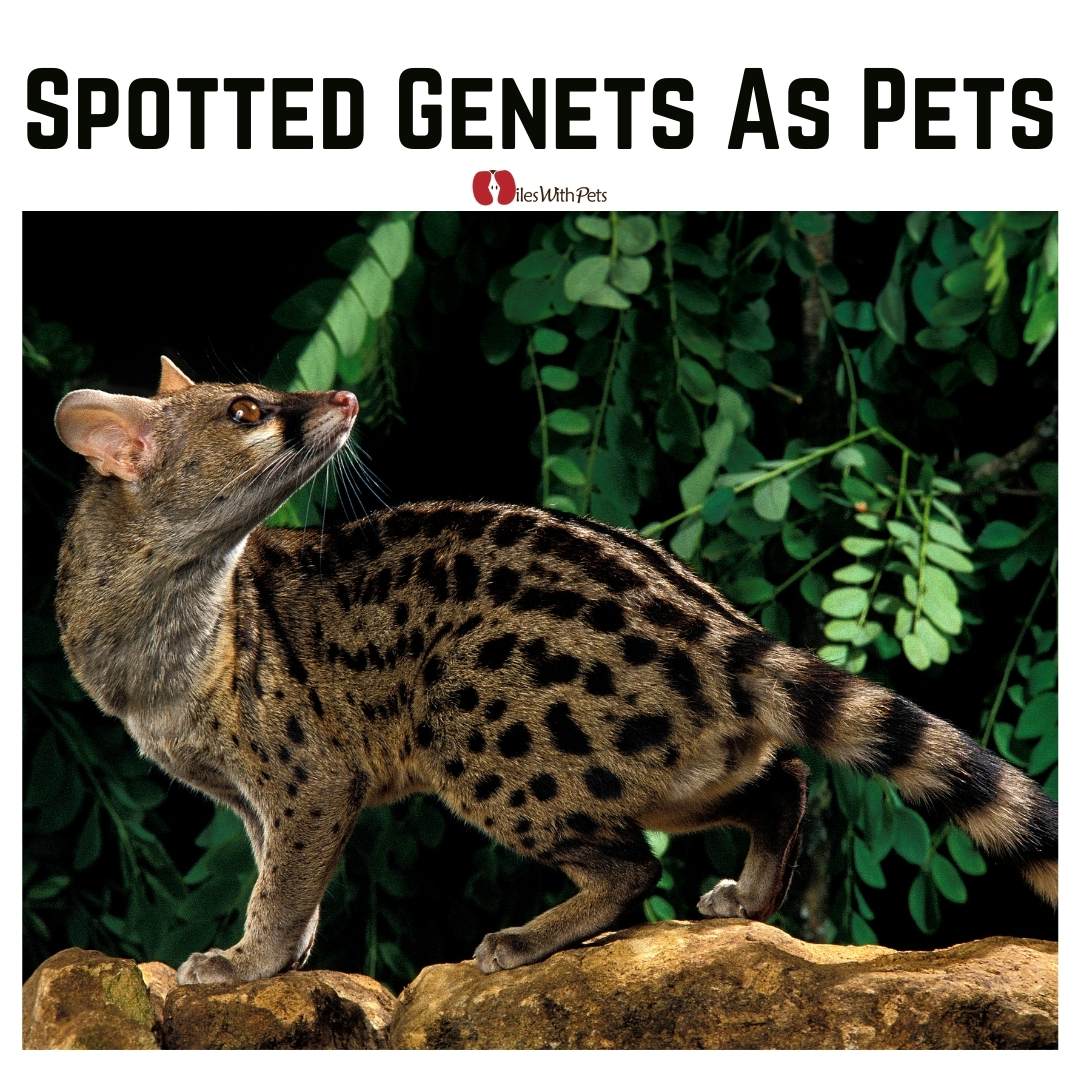 spotted genets as pets