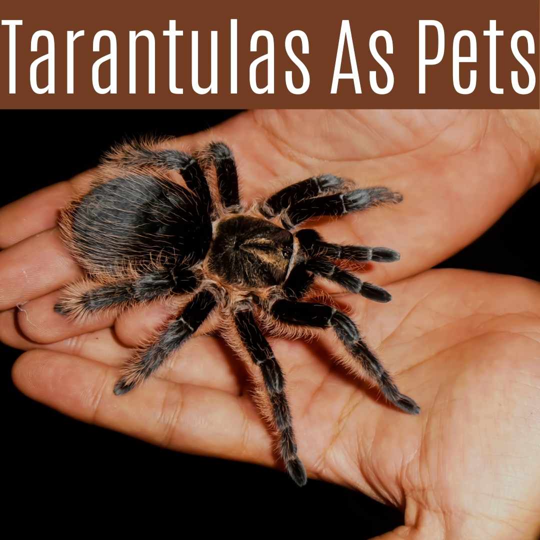 Tarantulas As Pets